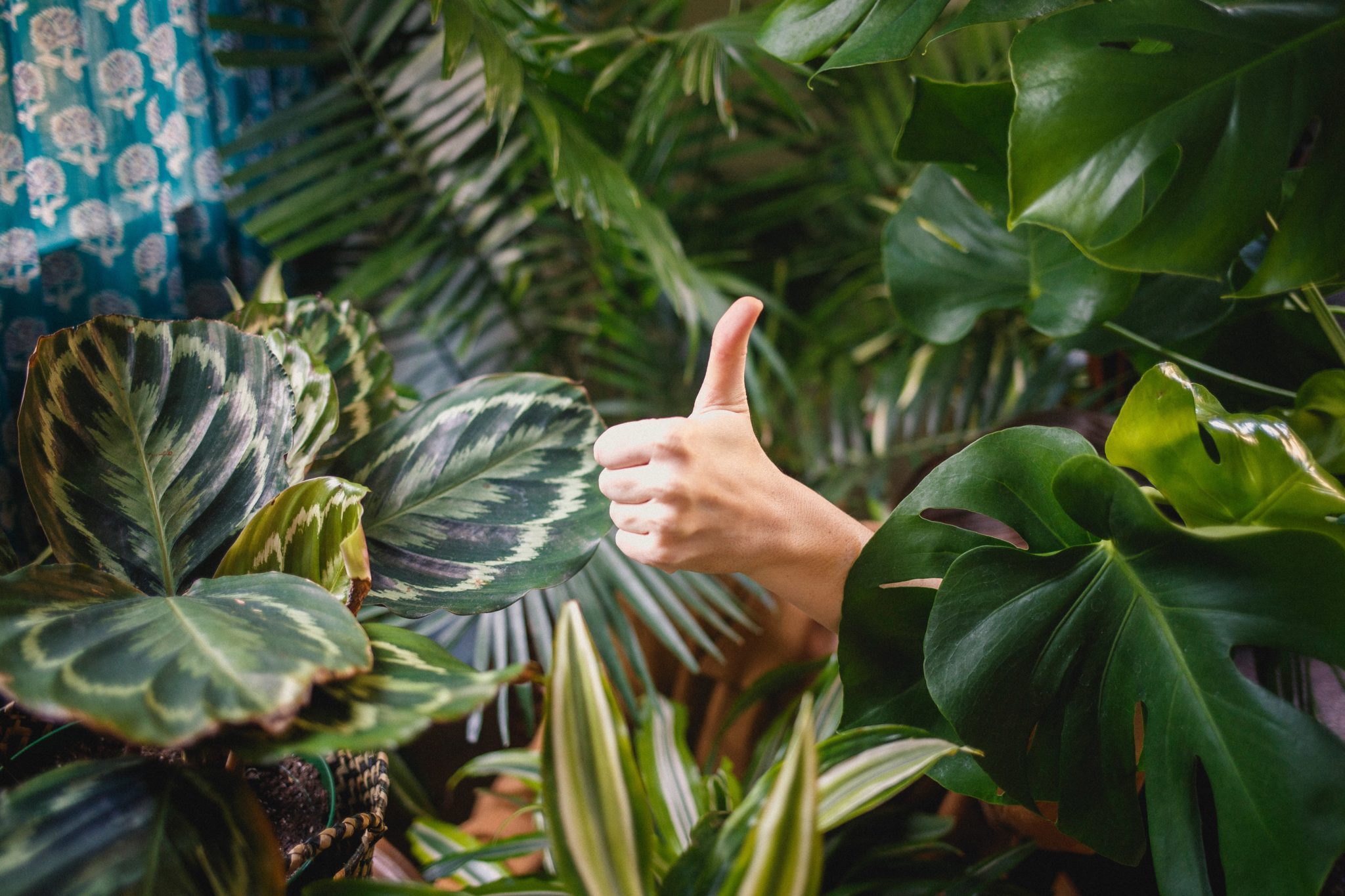 Thumbs up in group of plants